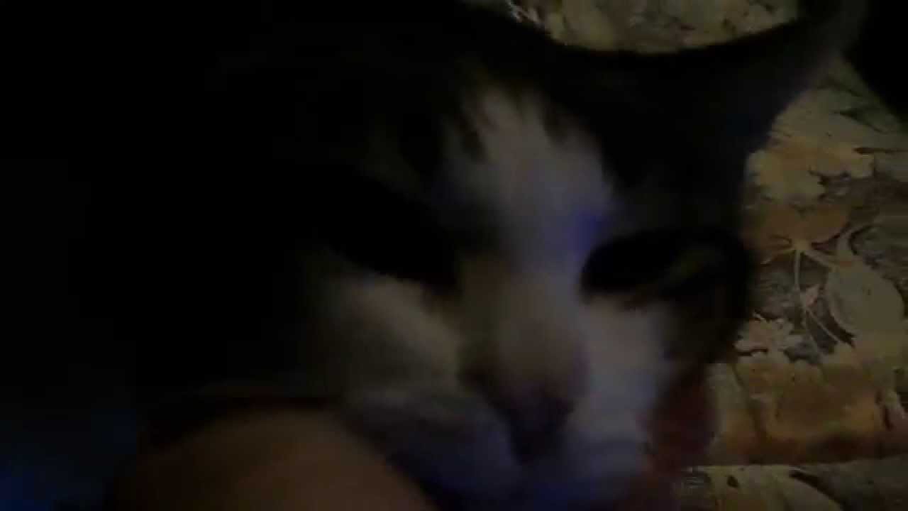 chatone wisky cuddles