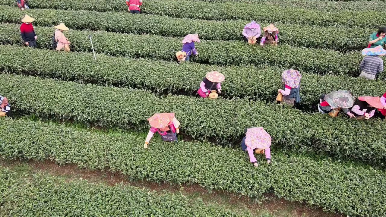 佳芳茶園空拍影片