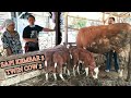 Sapi Beranak Kembar 3 || Rejeki Tak Terduga Setelah 9 Tahun Beternak