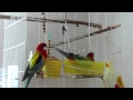 Birds bath (uncut)