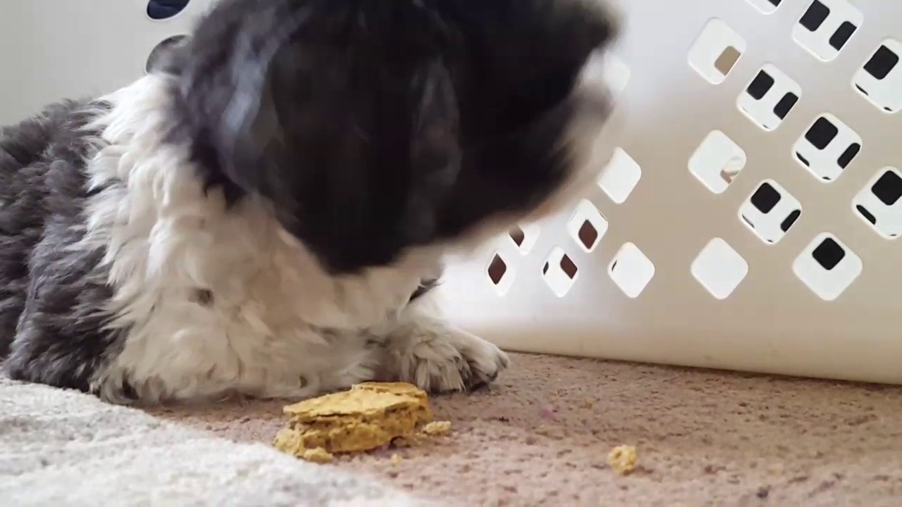 Papi eats his treats