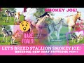 Let's breed ONLY Smokey Joe the STALLION to breed the NEW coat patterns! Rival Stars Horse Racing