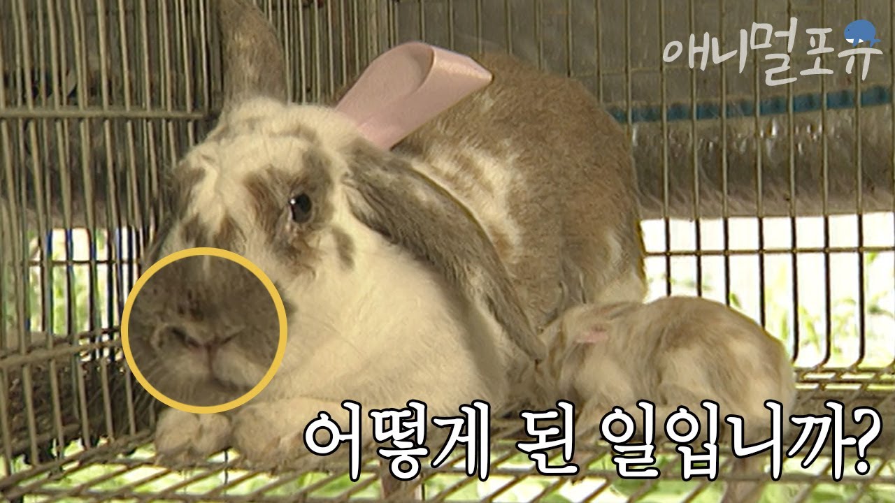 토끼의 코에 소나무 기름을 바르면 【 】다?! l KBS 스펀지 040724