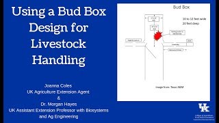 Using a Bud Box Design for Livestock Handling