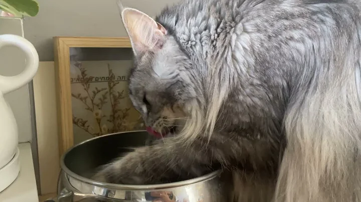 Video 9577991: coon cat drinking water, maine coon cat drinking, legged cat
