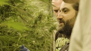 Sensi x Death Row Phenohunt