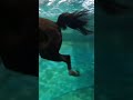 Swimming Horse ✨🏇 #equestrian #ytshort #swimming #swimmingtips #riders