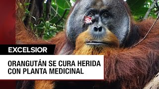Orangután se cura una herida por si mismo con una planta medicinal