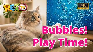 Bubbles for Cats 🐱🐾 Cat TV Entertainment | Relaxing Play Time in 4K screenshot 4