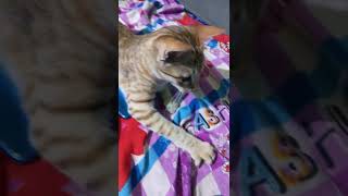 ये Cat का बदमाशी देखिए, Mobile दे ही नहीं रहा ? | UdtiMind Latest Viral Shorts Video | UdtiMind