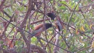 Rufous treepies