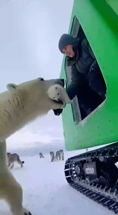 Polar Bear Mother Gives Her Cub to Tourists to Save It From Snow Leopards