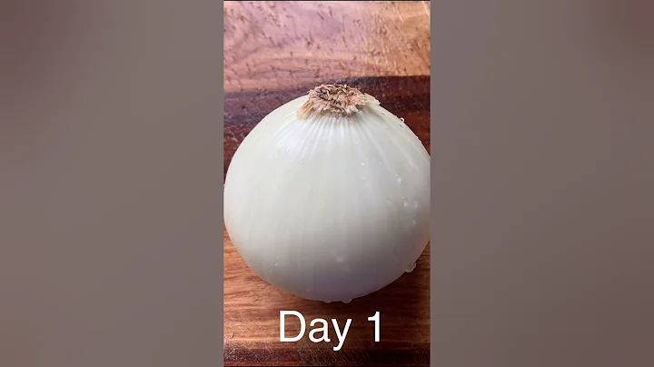 How to Grow Onion from Onion Bottom Scrap