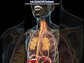 #MedicalEducation #EducationalContent #AnatomyStudy