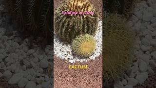 Pregatesc urmatorul video - sper ca iti plac cactusii #natura #nature #flower #cactus #gradina