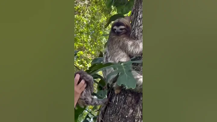 "Baby Sloth Reunited with Mom!" #sloth #slothlove #slothlife #slothbear #animals #mother #love #shor