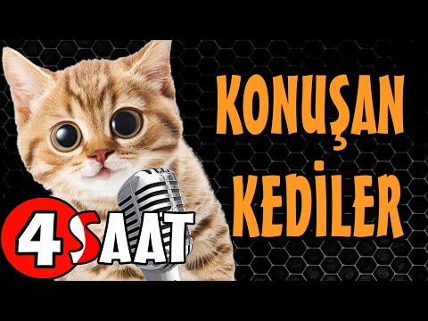 Konuşan Kediler 4 Saat - Sinema Tadında Komik Kediler