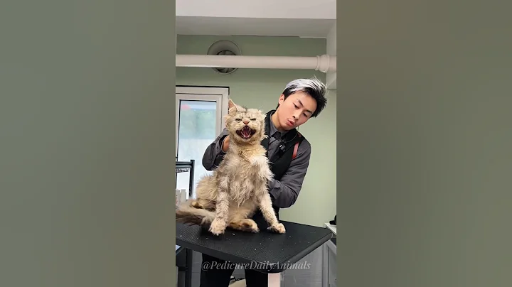 Video 7991101: cat grooming pets, cat grooming dog, cat meowing funny