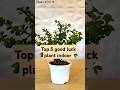 top 5 good luck plant #viralvideo #video #viralshorts #viralvideos #vtuber #shorts #plants #flowers