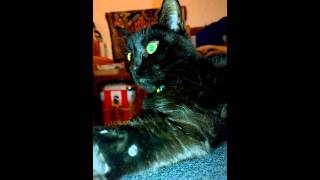 Nigel the cat thinks family guy is people