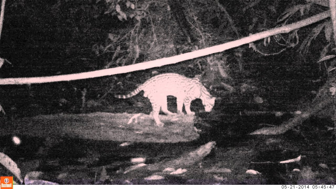 Ocelot (Leopardus pardalis) Visits Clay Lick in the Yasuni