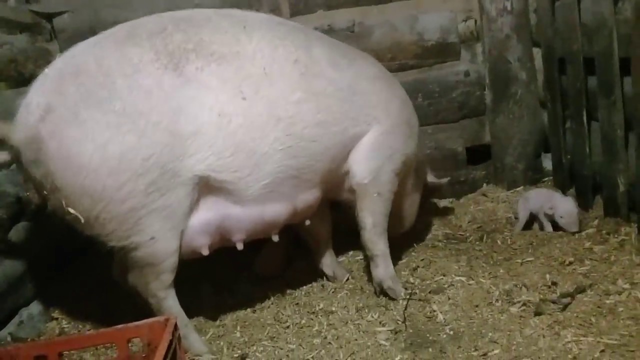 Свинка в машине