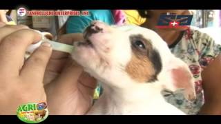 AGRITV  Happy Pets 101 Canine Parvo Virus REGALADO Clinic September 4, 2016 episode