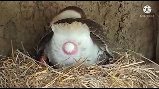 Swan Laying Egg / রাজঁহাস ডিম পাড়ে