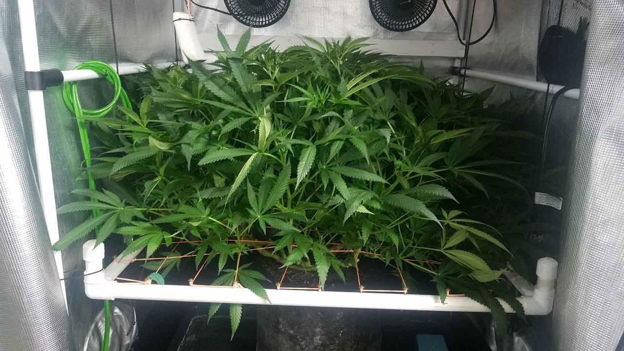 Back to Jacks 3-2-1 with Mars Hydro TS 3000 - Day 7 of Flower