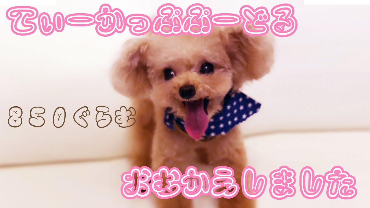 40 割引 中古 みんくま ティーカッププードル成犬リアルサイズ 多方向首ジョイント トイスケルトン入り テディベア一般 ぬいぐるみ おもちゃ ゲーム Balders Heinze De
