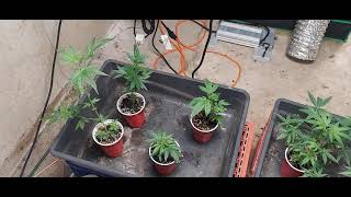 Grower Deacon Dave indoor cannabis grow in Mo 10/6/21