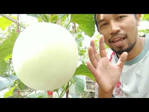 Video: Bagaimana cara menanam globe mallow?