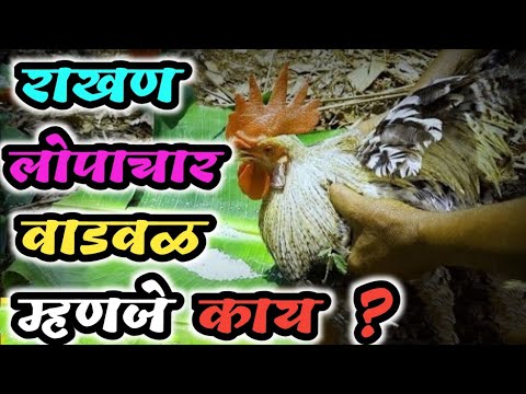 What is Rakhan  Lopachar  Wadwal  Kokan va kokanatil gavrahati  Kokan va kokanatil gavrahati 