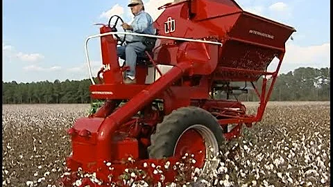 Picking Cotton With A 1961 International Harvester 314 Picker Mounted On An IH 504 Diesel Tractor