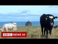 Moos with a view bringing Mussenden back into bloom