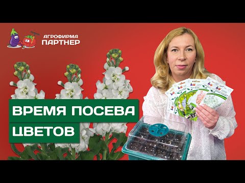 СЕЕМ НА РАССАДУ ВИОЛЫ И МАТТИОЛЫ