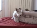 iouna fox terrier à poil dur 11 semaines fait sa folle sur son lit