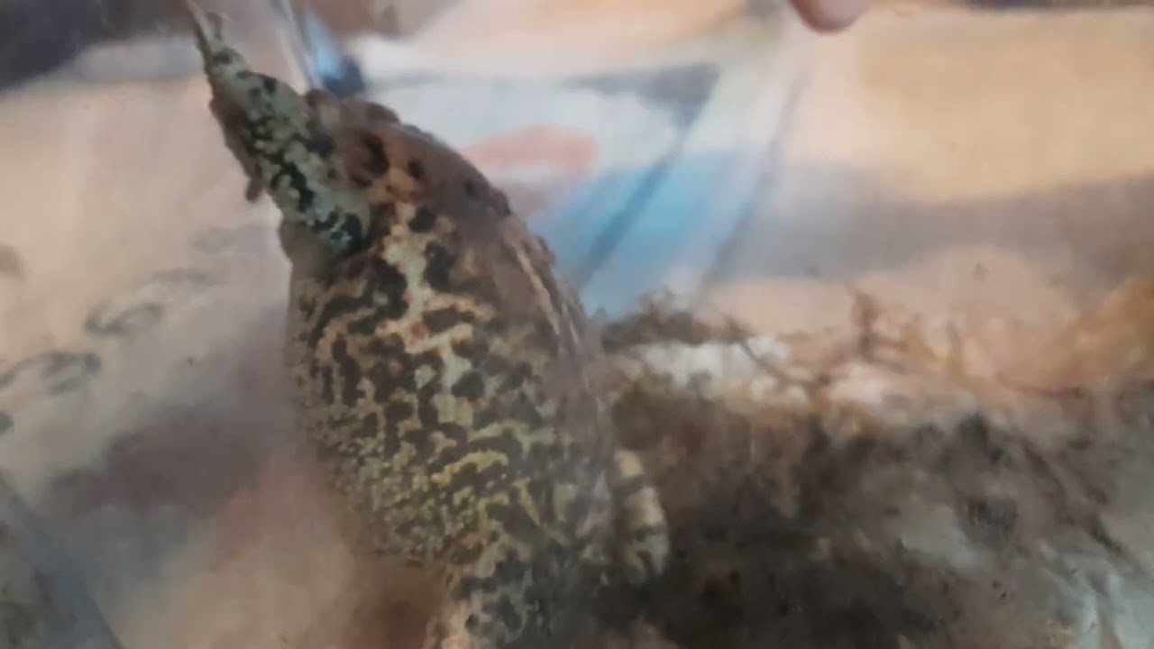 Toad tree frogs and updated on what is new