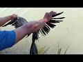Oriental darter rescue in fishing net viralpashuseva youtube tranding