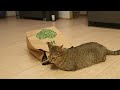 Cats in a shopping bag