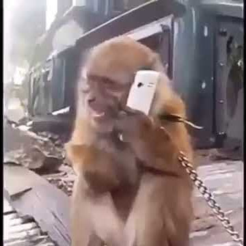 Lucu monyet telponan