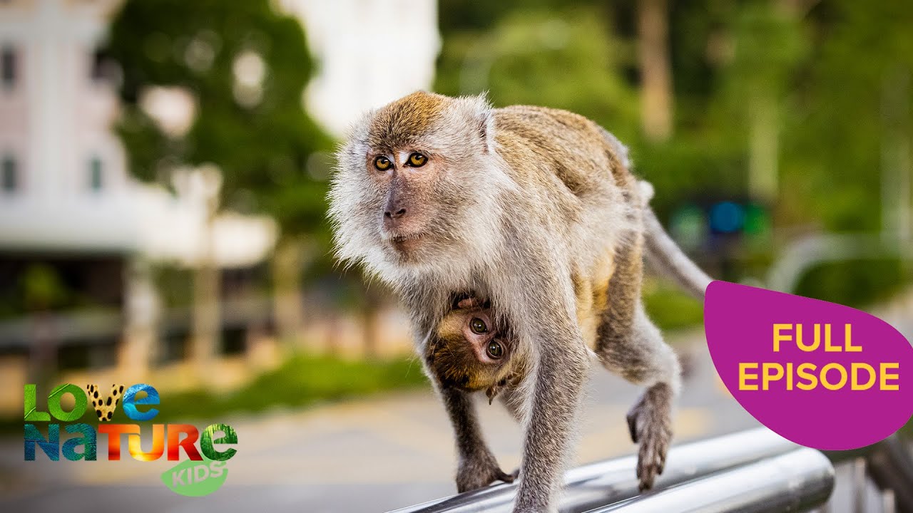 Fluffy Monkey Rules Street Troop! | Macaque Island - FULL SEASON