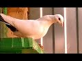 Сколько голубей прилетела после атаки  сокол-сапсан. How many pigeons flew after the Falcon attack.