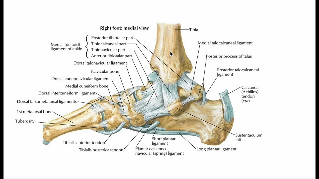 Foot Anatomy
