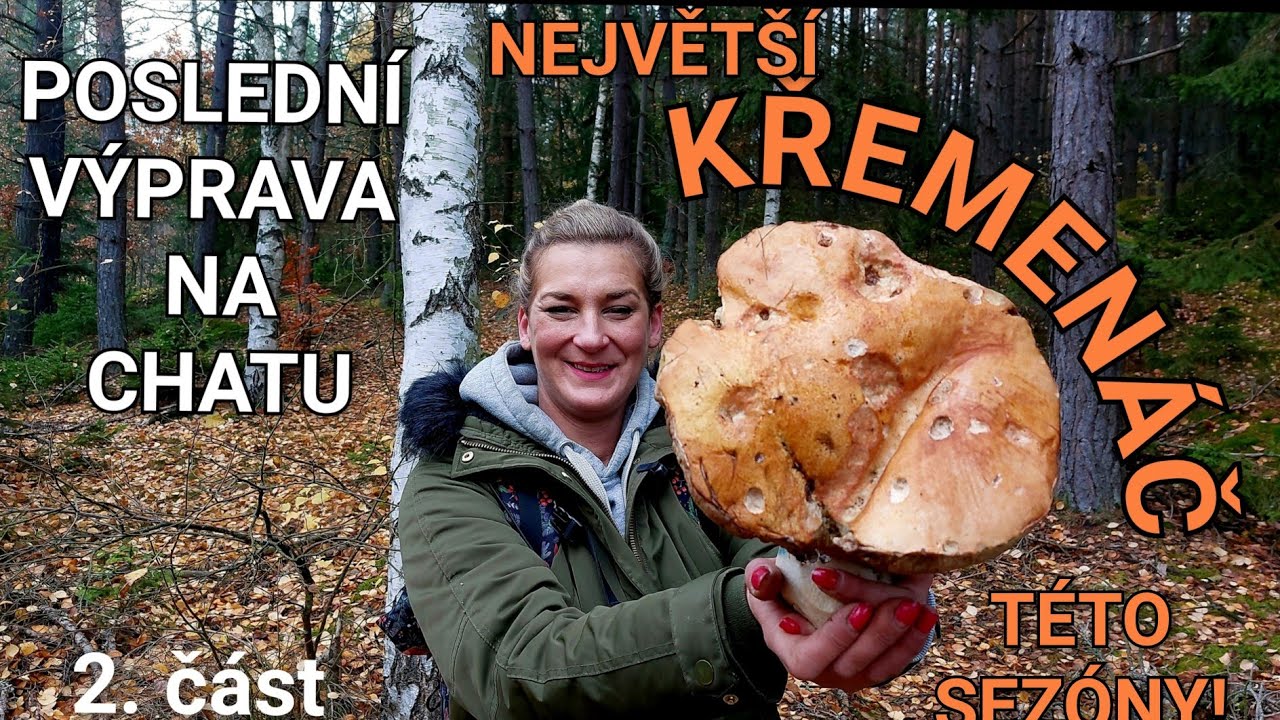 Našli jsme giga křemenáče! Poslední výprava na chatu. Houbaření 8.+9.11.2025 Plzeňský kraj 