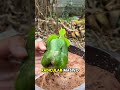 Enraizamiento rápido en 12 días con fertilizante orgánico 🌱⚡#huertoencasa