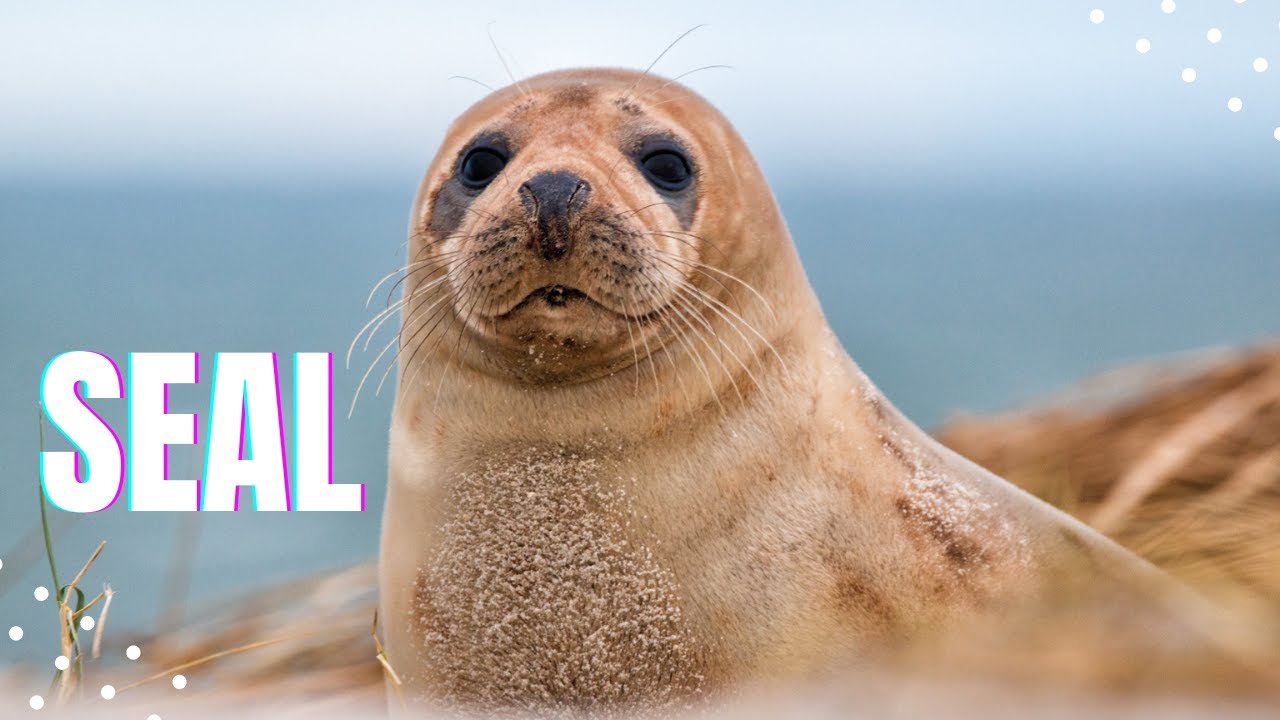 Seal Video | Seal Moves | Funny Smart Cute seal