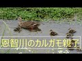 恩智川のカルガモ親子 22－1