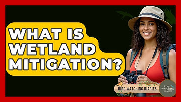 What Is Wetland Mitigation? - Bird Watching Diaries