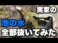 実家の池の水を1年半ぶりに全部抜いてみた!生き残っていた金魚の数は…。|田舎の自然のBGMもお楽しみ下さい。